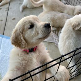 Golden Retriever Puppies from Canyon Ridge Goldens