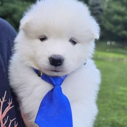 Blue boy - White male Samoyed puppy in Elwell, Michigan from Limelight Samoyeds