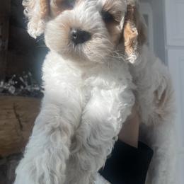 Cockapoo Puppies from M&M Cockapoos of Iowa