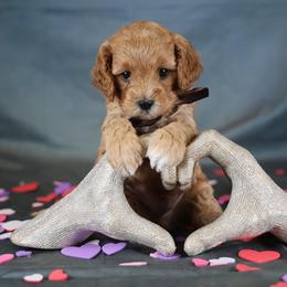Yoda - Red male Cavapoo puppy in Murray, Utah from Good Looking Dogs