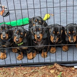 Dachshund Puppies from Von Stutts Tracking Teckels