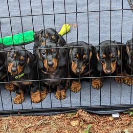 Dachshund Puppies from Von Stutts Tracking Teckels