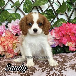 Sandy - Blenheim female Cavalier King Charles Spaniel puppy in Hollywood, Florida from World Class Cavaliers