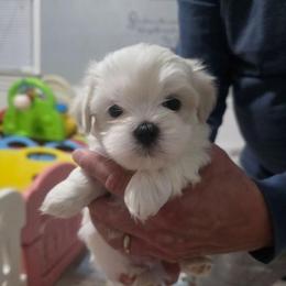 River - White male Mal-Shi puppy in Belleville, Michigan from Michigan Maltese Puppies