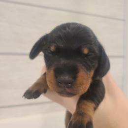 Opalite - Black and tan female Dachshund puppy in Okeechobee, Florida from Far Far Away Dachshunds