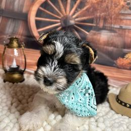 Boy2(2000) - Black tan and white male Biewer Terrier puppy in Douglas, Georgia from Southern Georgia Yorkies and biewers