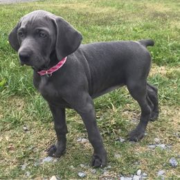 Weimaraner Puppies from Meadow Ridge Weims and Danes