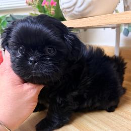 Blue black - Blue female Shih Tzu puppy in Citrus Heights, California from The Lion dog Shih Tzu