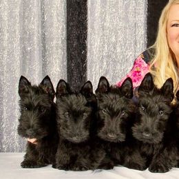 Scottish Terriers from Afton Scottish Terriers
