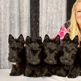 Scottish Terriers from Afton Scottish Terriers