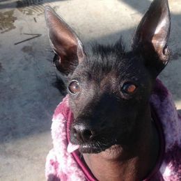 Atzi - Xoloitzcuintli