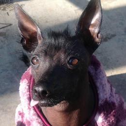 Atzi - Xoloitzcuintli