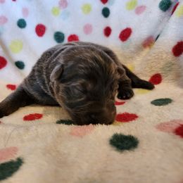 Cain - Blue male German Shepherd puppy in Los Lunas, New Mexico from Mali's German Shepherds