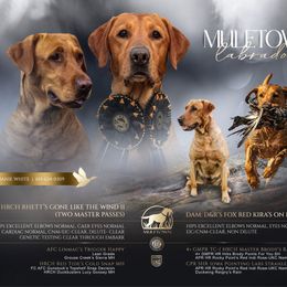 Labrador Retriever puppies from Muletown Labradors
