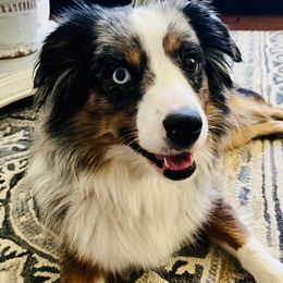 Dolly - Miniature Australian Shepherd