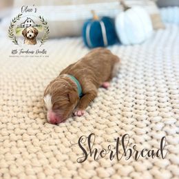 Girl 3 - female Australian Mountain Doodle puppy in Land O' Lakes, Florida from Olive’s Little Farmhouse Doodles