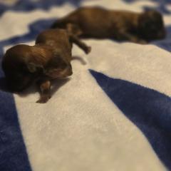 Henry - Brown male Mal-Shi puppy in Pleasant Hill, Iowa from Courtney Nicole's Mal Shihs & Goldendoodles