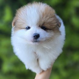 Max - Orange parti male Pomeranian puppy in Brighton, Colorado from POMS OF CBBK