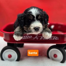 Santa- Orange collar - Tri-color male Bernedoodle puppy in Summerville, South Carolina from Channys Doodles