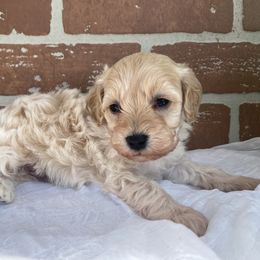 Cockapoo Puppies from Home Raised Cockapoos