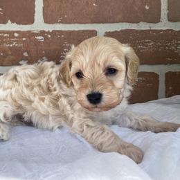 Cockapoo Puppies from Home Raised Cockapoos