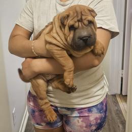 Rocky - Red fawn male Chinese Shar-Pei puppy in Bakersfield, California from Cashmerewrinkles