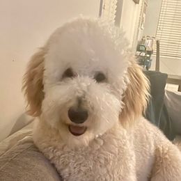 Bernedoodle and Goldendoodle Puppies from K+C Doodles