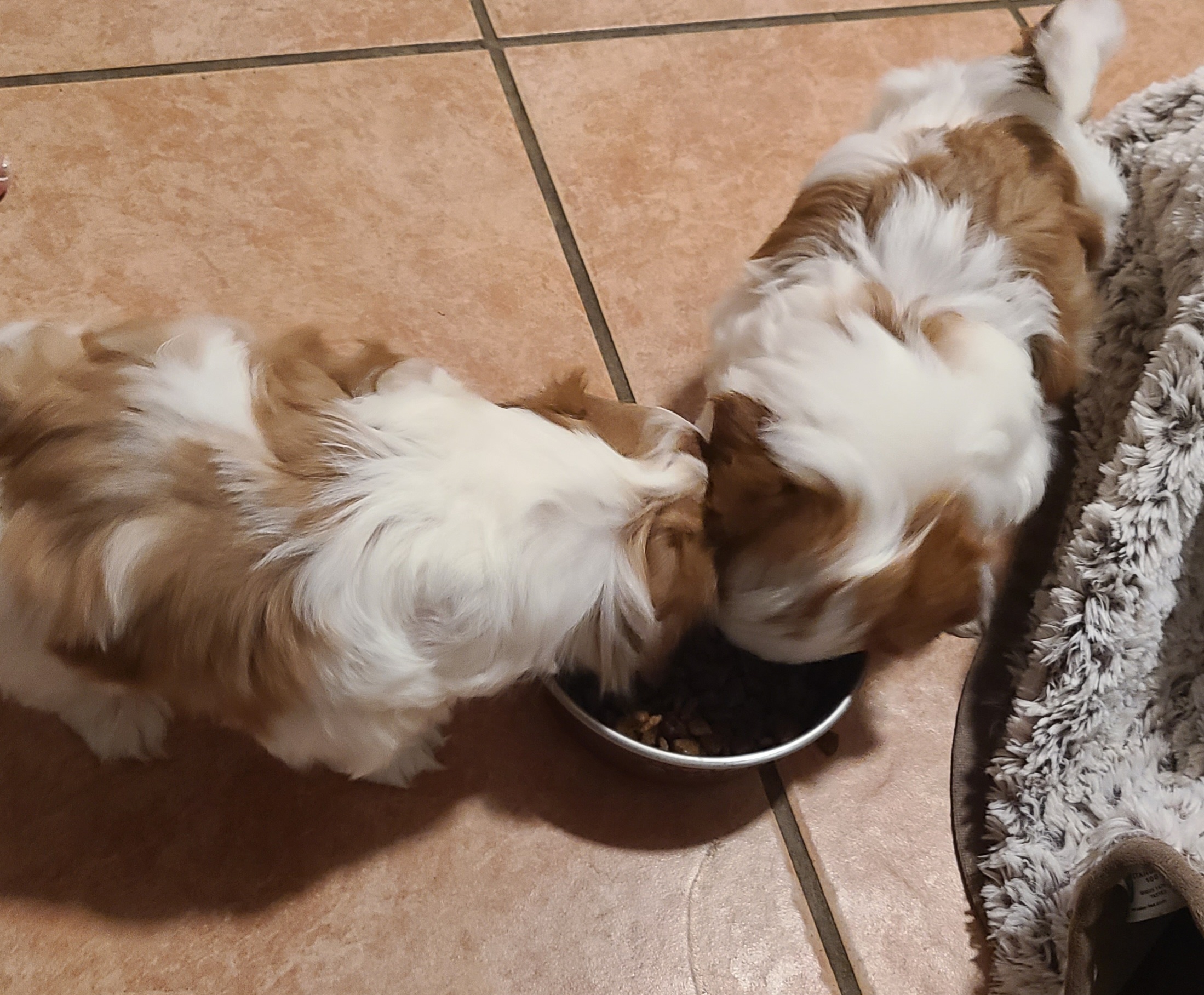 Shih Tzu Puppies from SuLynnes Shih Tzus