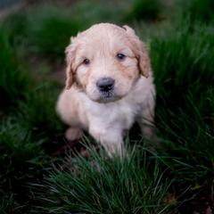 Double Doodle Puppies from Lionheart Doodles