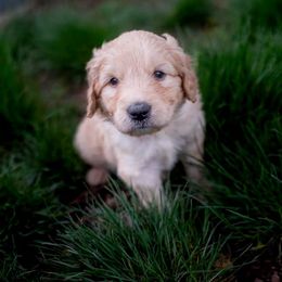 Double Doodle Puppies from Lionheart Doodles