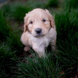 Double Doodle Puppies from Lionheart Doodles