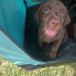 Rocky, green collar - Chocolate male Labrador Retriever puppy in Longmont, Colorado from Cornwell Labradors