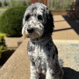 Ro Ro - Goldendoodle