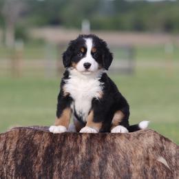 Yellow Collar Female - Black rust and white female Bernese Mountain Dog puppy in Collinsville, Texas from Berner Dynasty