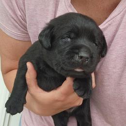 Boy 3 - Black male Labrador Retriever puppy in Saunemin, Illinois from Shooting Star Labs