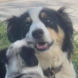 Australian Shepherds, Miniature Australian Shepherds, and Toy Australian Shepherds from KNJ Aussies