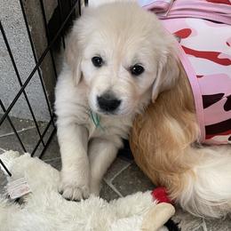 Golden Retriever Puppies from Retrieving Goldens