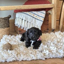 F1B Meet Hazel :) - Black and white female Cavapoo puppy in Centerville, Iowa from Barnyard Dachshunds, Dals & Doodles