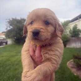 Grey Collar - Golden male Golden Retriever puppy in Mountain Home, Idaho from Poppy's Garden Golden Retrievers