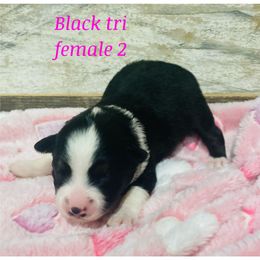 Girl 2 - Miniature Australian Shepherd puppy in Paris, Texas from Kuttin’ Up Mini Aussies