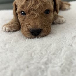 Green collar - Apricot male Goldendoodle puppy in New Britain, Connecticut from Goldendoodles Yorkiepoo Stars CT