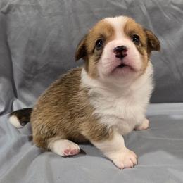 Skye - Red female Pembroke Welsh Corgi puppy in Greensboro, Georgia from Loosey Goosey Farms