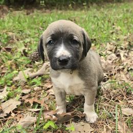 Boone - Fawn male Anatolian Shepherd Dog puppy in La Grange, Georgia from Florida Anatolian Shepherds