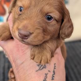 Wilma - Chocolate and tan female Dachshund puppy in Barnard, Missouri from KB Doxies