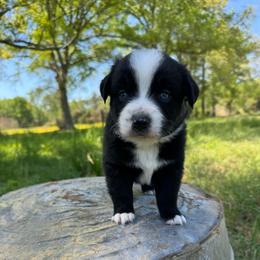 Arrow - Black & white male Australian Shepherd puppy in Newton, Mississippi from Bright Star Aussies