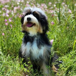 Masha - Bernedoodle
