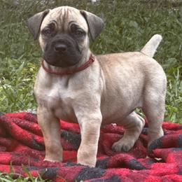 Mulan - Fawn female Boerboel puppy in Bon Aqua, Tennessee from Erickson Ranch Boerboels