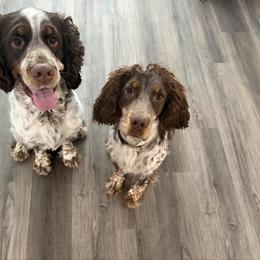 English Springer Spaniel puppies from Lakeview springers