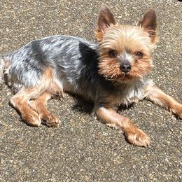 Reese - Yorkshire Terrier