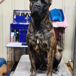 Sadie - Cane Corso
